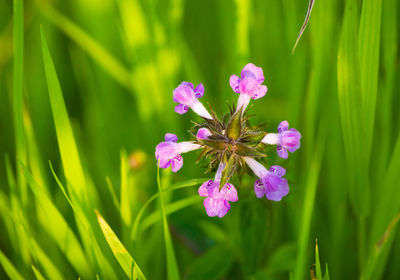 Close-up of pink flowers blooming outdoors