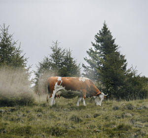 Cow in a field