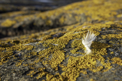 Close-up of feather on rock