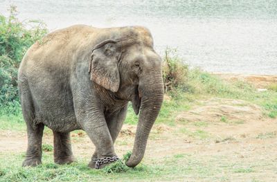Elephant in captivity