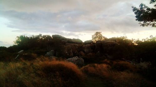 Trees on landscape against sky