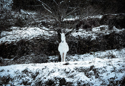 View of deer on snow covered land