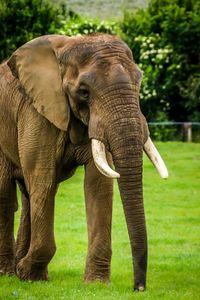 Elephant on field