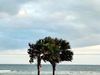 Palm tree by sea against sky