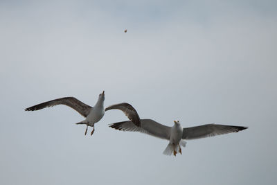 Low angle view of seagulls flying against clear sky