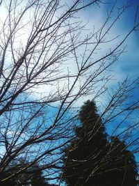 Low angle view of bare trees against sky