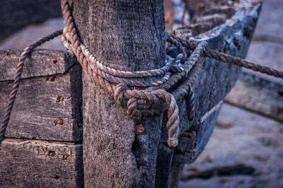 Close-up of rope tied on tree