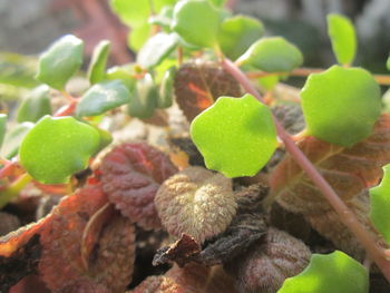 Close-up of plant