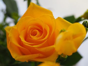 Close-up of orange rose
