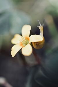 Close-up of white flowering plant