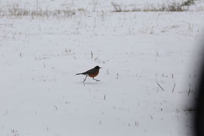 Bird on snow covered landscape