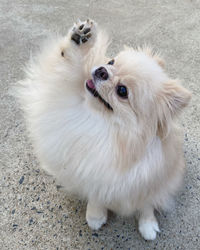 High angle view of dog on field