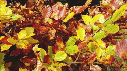 Full frame shot of leaves