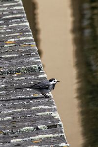 Bird perching on a wood
