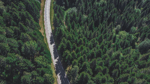 High angle view of trees growing in forest