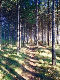 View of trees in forest