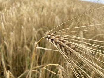 Field-barley