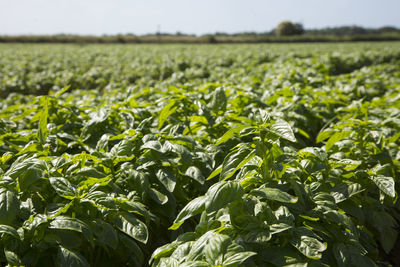 Close-up of crops growing in field