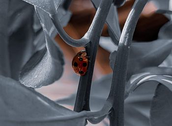 Close-up of insect on leaf