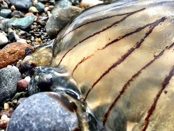 Rocks in shallow water