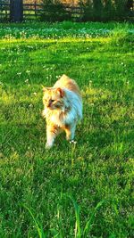 Cat on grassy field