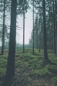 Trees in forest