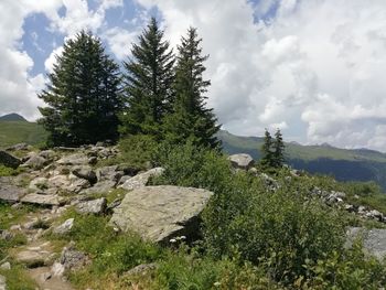 Pine tree on mountain against sky