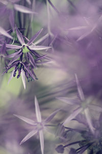 Close-up of purple flowering plant