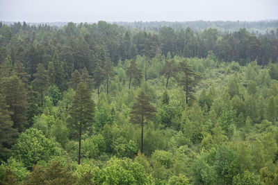 Trees growing in forest