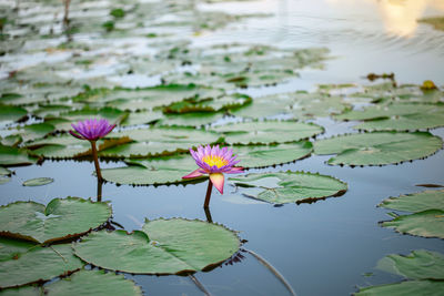 Close-up of water lily in lake