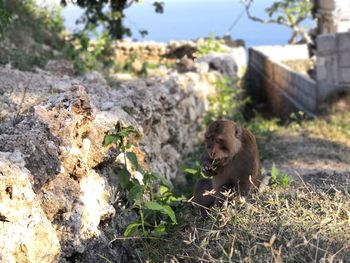 Monkey on rock