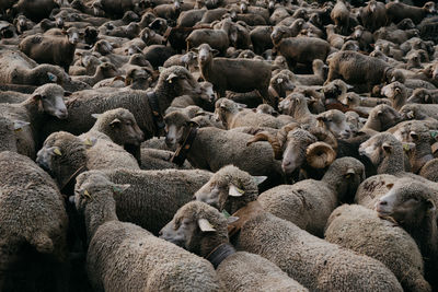 High angle view of sheep on land