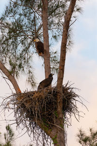 Low angle view of bird on tree trunk against sky