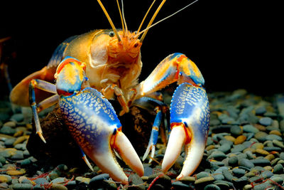 Close-up of crab in sea