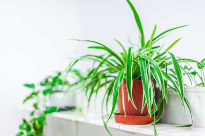 Close-up of potted plant against white background