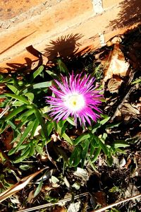 High angle view of pink flower