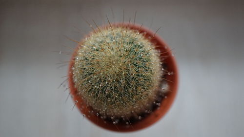 Close-up of succulent plant