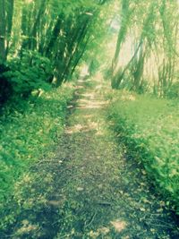 Footpath in forest