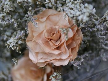 Close-up of water drops on rose