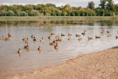 Ducks swimming in lake