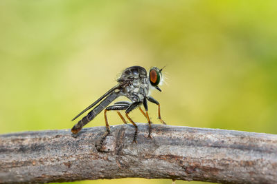 Close-up of fly