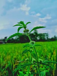 Close-up of crops growing on field against sky