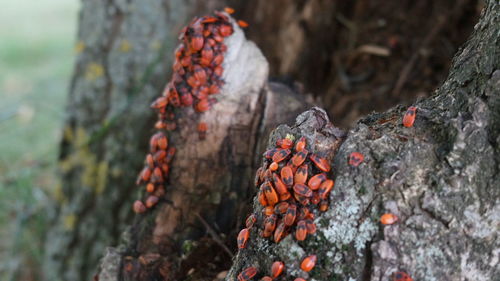 Close-up of fire on tree trunk