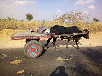 Horse cart on road