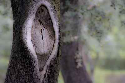 Close-up of lizard on tree trunk