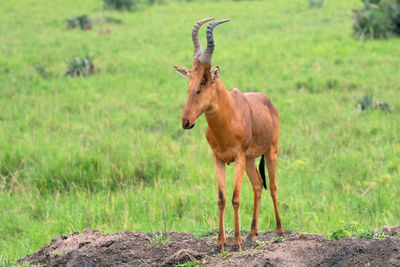 Hartebeest, alcelaphus lelwel, murchison falls national park, uganda