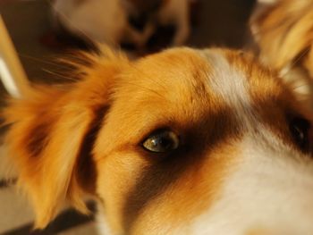 Close-up portrait of dog