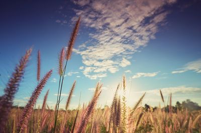 Low angle view of stalks in field against sky