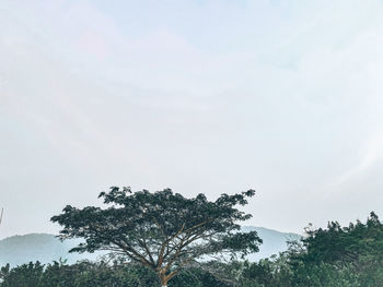 Low angle view of tree against sky