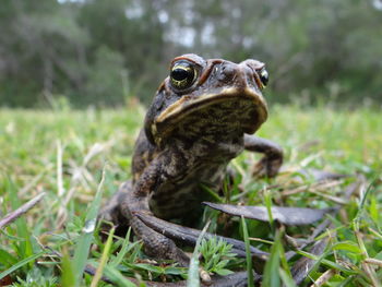 Close-up of frog on grassy field